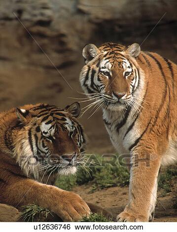 Two tigers View Large Photo Image Stock Photograph - Two tigers. Fotosearch