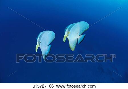 Stock Photograph - Two tropical fishes swimming, Micronesia. Fotosearch