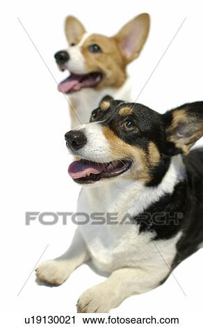 Two Welsh Corgis looking up, white background View Large Photo Image Stock Image - Two Welsh Corgis looking up, white background. Fotosearch