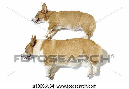 Picture - Two Welsh Corgis lying side by side, white background. Fotosearch