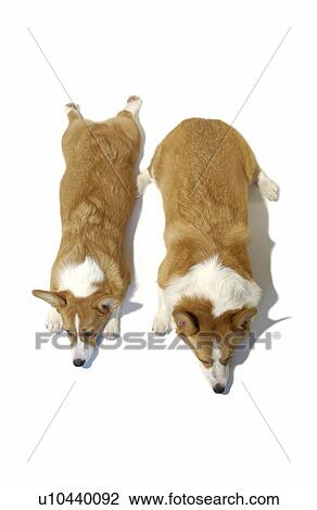 Stock Image - Two Welsh Corgis lying side by side, white background. Fotosearch
