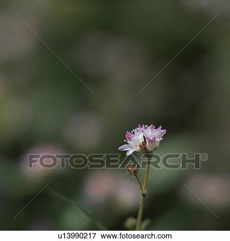 Stock Photo - Water pepper flowers, close up, differential focus, Tokyo prefecture, Japan. Fotosearch