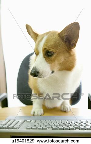 Stock Photo - Welsh Corgi at desk. Fotosearch