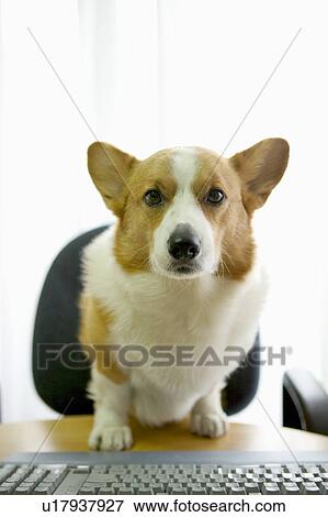 Stock Photo - Welsh Corgi at desk. Fotosearch
