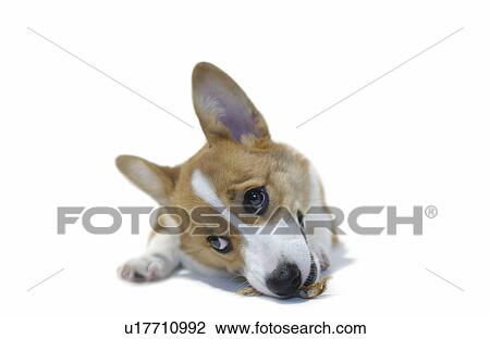 Welsh Corgi eating treat, white background View Large Photo Image Stock Image - Welsh Corgi eating treat, white background. Fotosearch