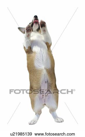 Welsh Corgi standing on white background View Large Photo Image Stock Photo - Welsh Corgi standing on white background. Fotosearch