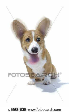 Stock Photo - Welsh Corgi, white background, blurred motion. Fotosearch