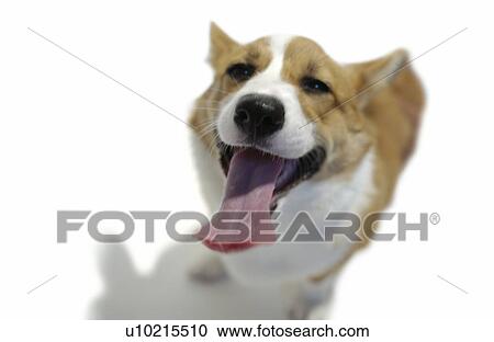 Stock Image - Welsh Corgi, white background. Fotosearch
