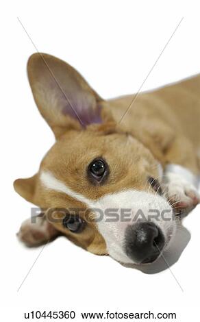 Welsh Corgi, white background View Large Photo Image Stock Image - Welsh Corgi, white background. Fotosearch