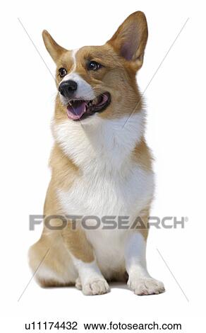Welsh Corgi, white background View Large Photo Image Stock Image - Welsh Corgi, white background. Fotosearch