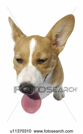 Welsh Corgi, white background View Large Photo Image Stock Image - Welsh Corgi, white background. Fotosearch