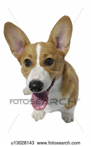 Stock Image - Welsh Corgi, white background. Fotosearch