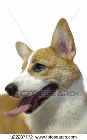 Welsh Corgi, white background View Large Photo Image Stock Image - Welsh Corgi, white background. Fotosearch