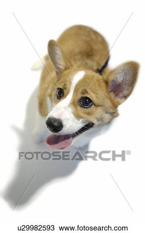Stock Image - Welsh Corgi, white background. Fotosearch