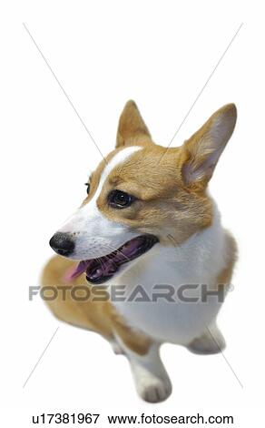 Welsh Corgi, white background View Large Photo Image Stock Photo - Welsh Corgi, white background. Fotosearch