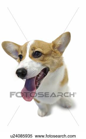 Welsh Corgi, white background View Large Photo Image Stock Photography - Welsh Corgi, white background. Fotosearch