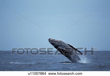 Whale breaching, Ogasawara Islands, Japan View Large Photo Image Picture - Whale breaching, Ogasawara Islands, Japan. Fotosearch