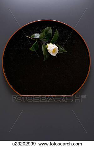 Stock Photo - White camellia on lacquered tray. Fotosearch