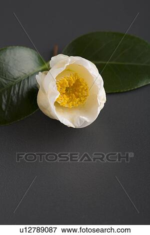 White camellia View Large Photo Image Stock Photo - White camellia. Fotosearch