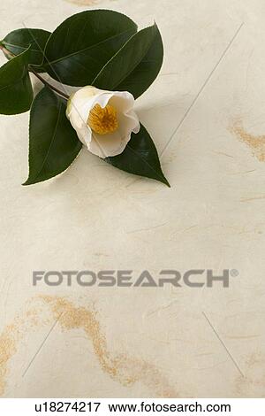 White camellia View Large Photo Image Stock Photo - White camellia. Fotosearch