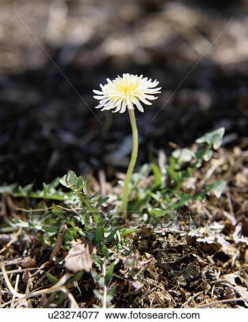 Stock Photo - White dandelion. Fotosearch
