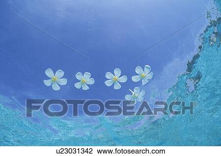 Stock Image - White Flowers Floating Water Surface. Fotosearch