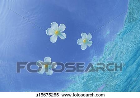 Stock Photography - White Flowers Floating Water Surface. Fotosearch