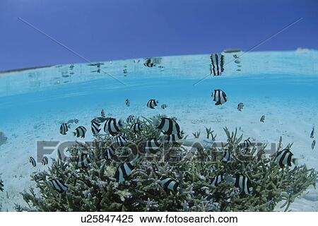 Whitetail dascyllus around coral, Maldives View Large Photo Image Stock Photography - Whitetail dascyllus around coral, Maldives. Fotosearch