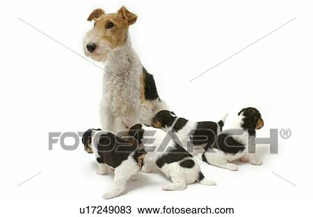 Stock Image - Wire Fox terrier mother and puppies. Fotosearch