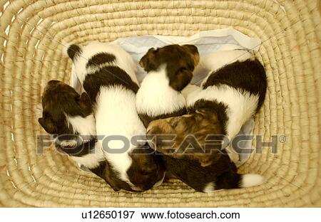 Wire Fox Terrier puppies View Large Photo Image Stock Photo - Wire Fox Terrier puppies. Fotosearch