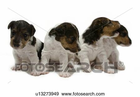 Wire Fox Terrier Puppies Stock Photo U13273949 Fotosearch Wire Fox Terrier Puppies Stock Photo U13273949 Fotosearch