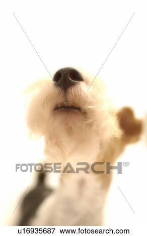 Stock Photo - Wire Fox Terrier. Fotosearch