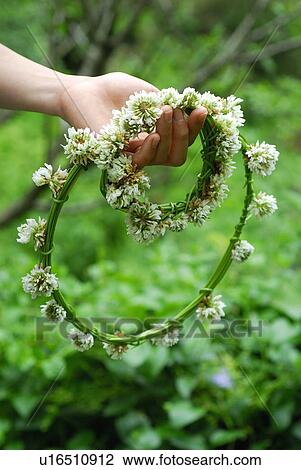 Stock Image - Woman holding white clover flower garlands, close up. Fotosearch
