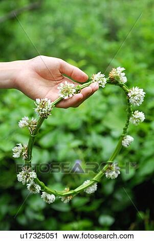 Stock Image - Woman holding white clover flower garland, close up. Fotosearch