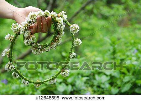 Stock Photograph - Woman holding white clover flower garlands, close up. Fotosearch