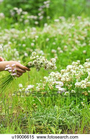 Stock Photography - Woman holding white clover flowers. Fotosearch