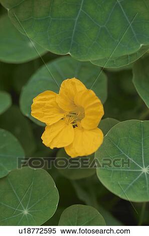 Stock Photography - Yellow flower in green leaves, close up. Fotosearch
