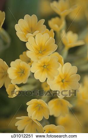 Stock Image - Yellow flowers, close up. Fotosearch