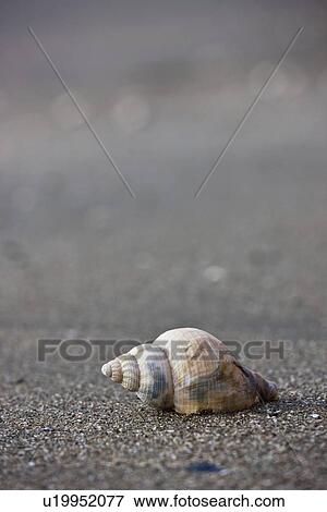 Stock Photo - a conch shell. Fotosearch