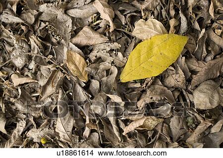a yellow leaf laying on top of dry, brown leaves on the ground View Large Photo Image Picture - a yellow leaf laying on top of dry, brown leaves on the ground. Fotosearch