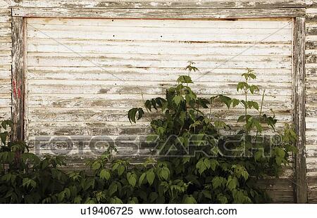 Stock Photography - alberta, canada; an old garage door with plants growing in front of it. Fotosearch