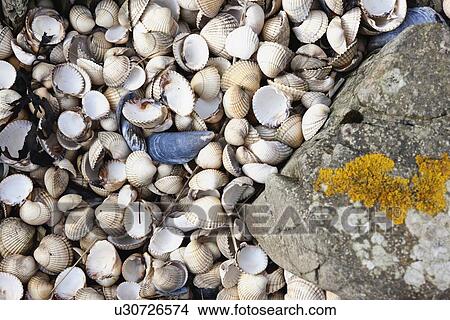 an abundance of seashells beside a rock View Large Photo Image Picture - an abundance of seashells beside a rock. Fotosearch