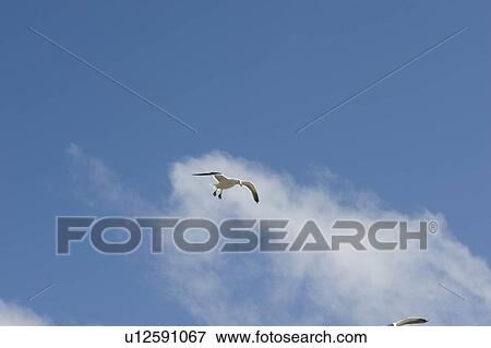 Stock Photo - birds flying in a blue sky. Fotosearch