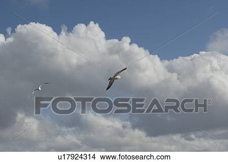 birds flying in a cloud filled sky View Large Photo Image Picture - birds flying in a cloud filled sky. Fotosearch