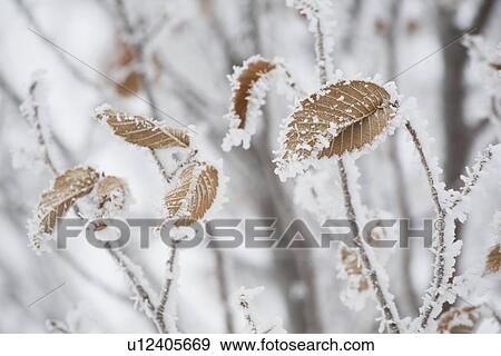 calgary, alberta, canada; frost covering brown leaves on a tree View Large Photo Image Stock Photo - calgary, alberta, canada; frost covering brown leaves on a tree. Fotosearch