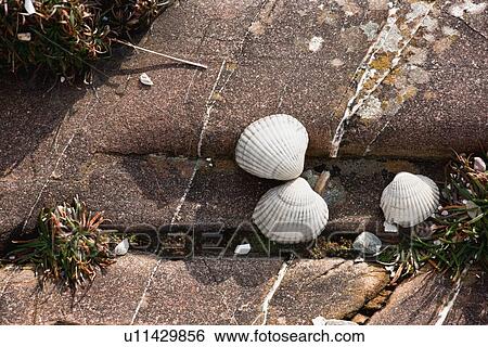 Stock Photograph - clam shells on a rock. Fotosearch