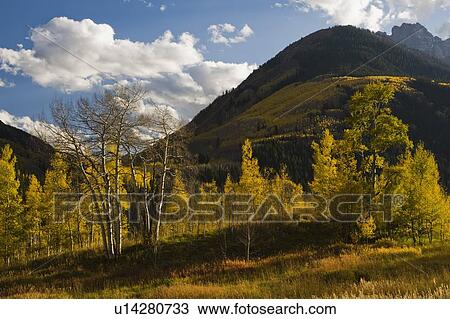 colorado, united states of america; aspen trees (populus tremuloides) and mountains in autumn in white river national forest View Large Photo Image Stock Image - colorado, united states of america; aspen trees (populus tremuloides) and mountains in autumn in white river national forest. Fotosearch