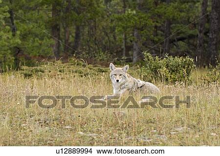 Picture - Coyote (Canis latrans) . Fotosearch