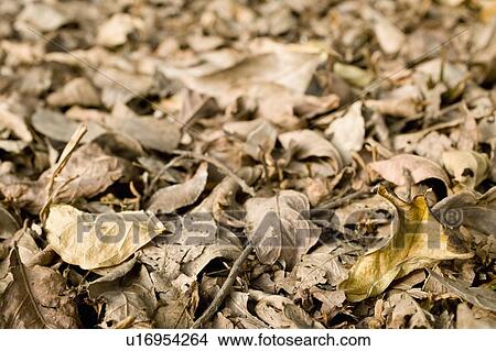 dry, brown leaves on the ground View Large Photo Image Picture - dry, brown leaves on the ground. Fotosearch