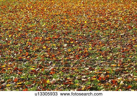 Stock Image - knoxville, tennessee, united states of america; leaves on the ground in autumn. Fotosearch